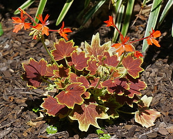 Variegated geranium with orange flowers in garden mulch
