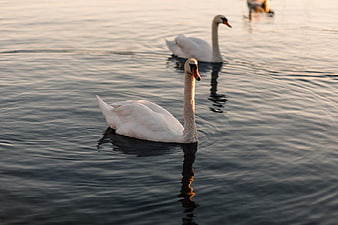 White Swans Swimming in Calm River at Sunset