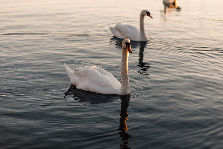 White Swans Swimming in Calm River at Sunset
