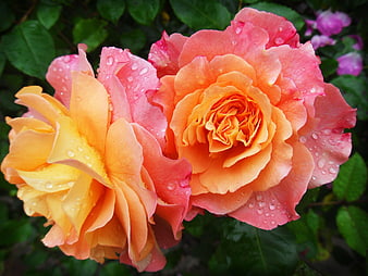 Close-up of vibrant orange and pink roses with water droplets
