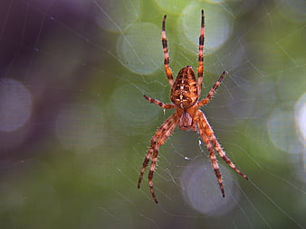 Close-up of a Garden Spider on Web with Bokeh Background