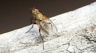 Macro Close-Up of a House Fly on Weathered Wood