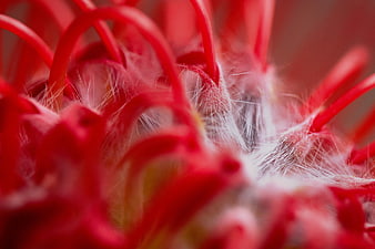 Macro Close-Up of Red Flower Stamen and White Filaments