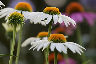 White Coneflowers in Bloom with Orange Centers