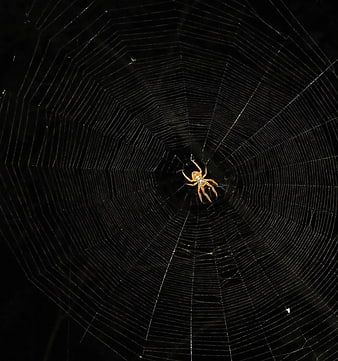 Spider in Web at Night with Flash Photography