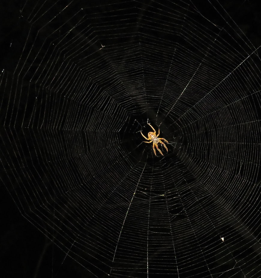 Spider in Web at Night with Flash Photography