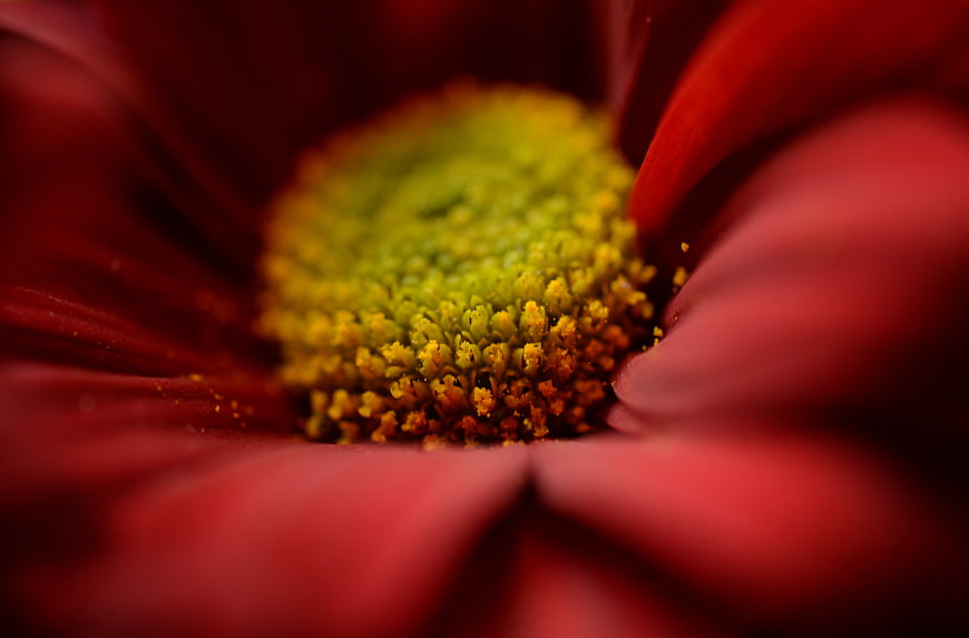 Macro Close-Up of Red Gerbera Daisy Center