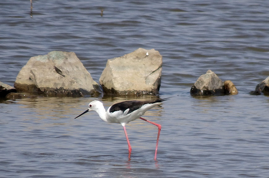 Black-winged Stilt Wading in Shallow Water with Rocks