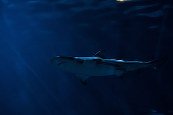 Shark swimming in deep blue underwater environment