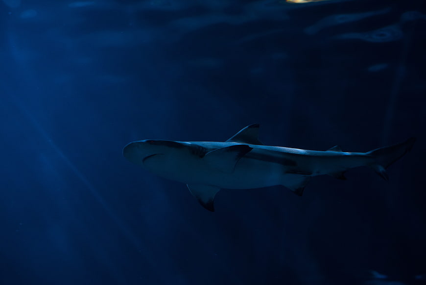 Shark swimming in deep blue underwater environment