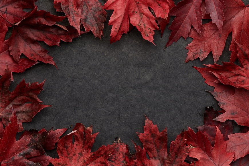 Red Autumn Maple Leaves Border on Dark Background