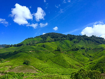 Lush green tea plantation terraces on rolling hills under blue sky
