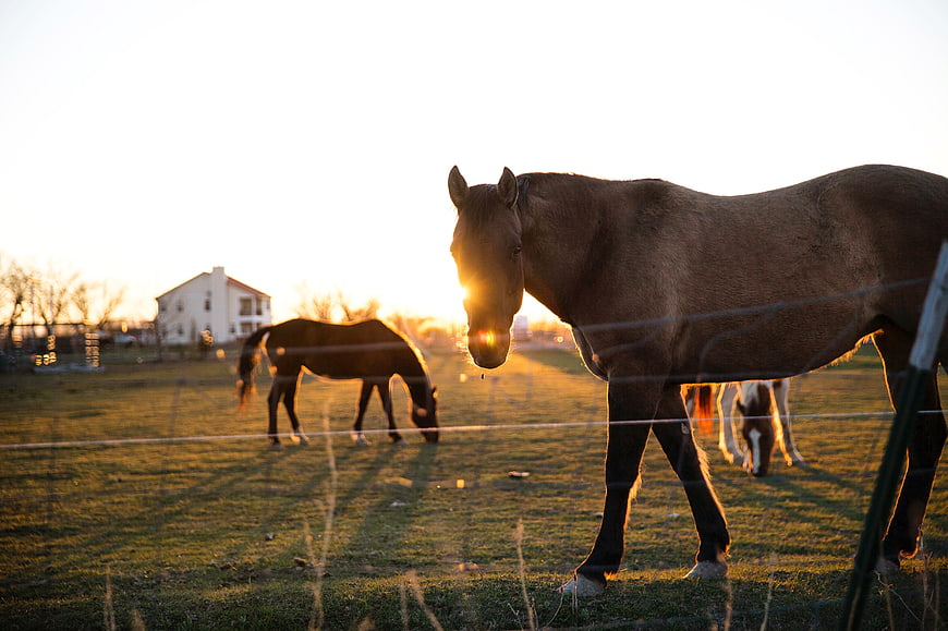 Brown Horse Grazing in Pasture at Golden Hour