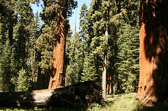 Majestic Redwood Forest with Fallen Log and Sunlight