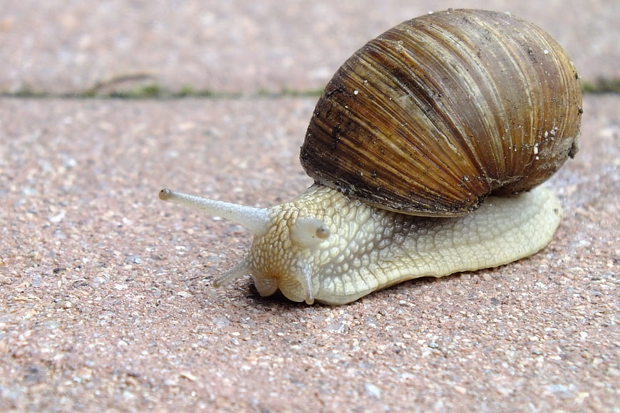Close-up of a large garden snail on pavement