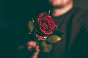 Man Holding Red Rose with Blurred Background