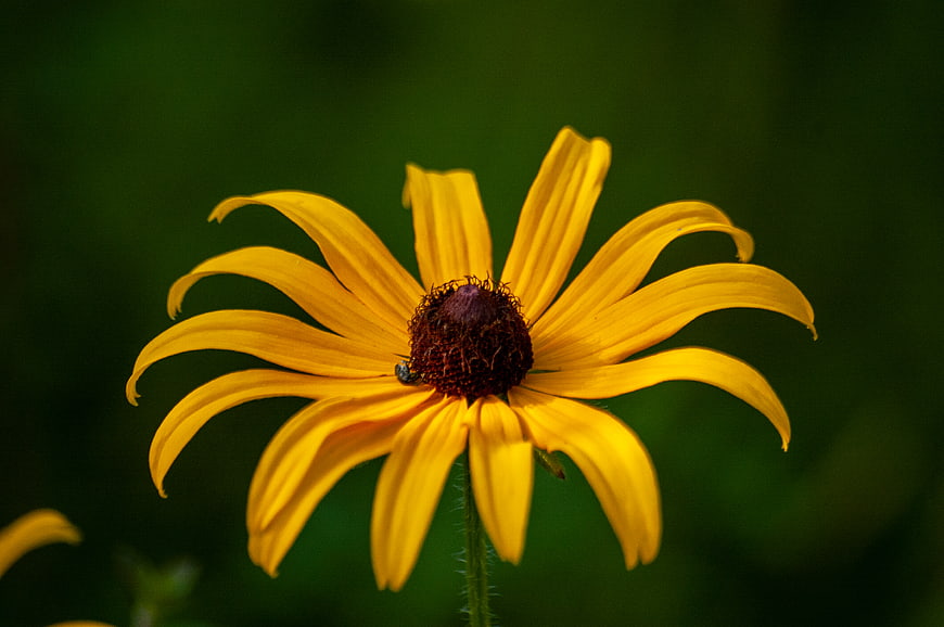 Close-up of a yellow black-eyed susan flower on green background