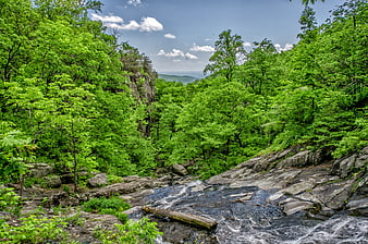 Lush Green Forest Stream Flowing Over Rocks