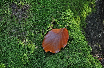 Single brown beech leaf on vibrant green moss texture
