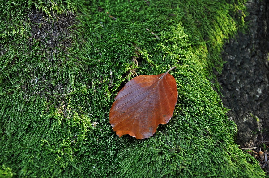 Single brown beech leaf on vibrant green moss texture