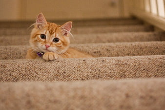 Cute Ginger Kitten Resting on Carpeted Stairs