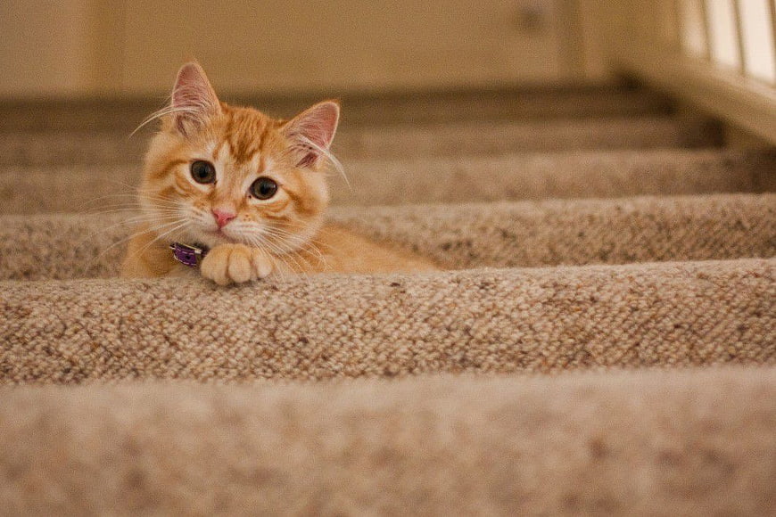 Cute Ginger Kitten Resting on Carpeted Stairs