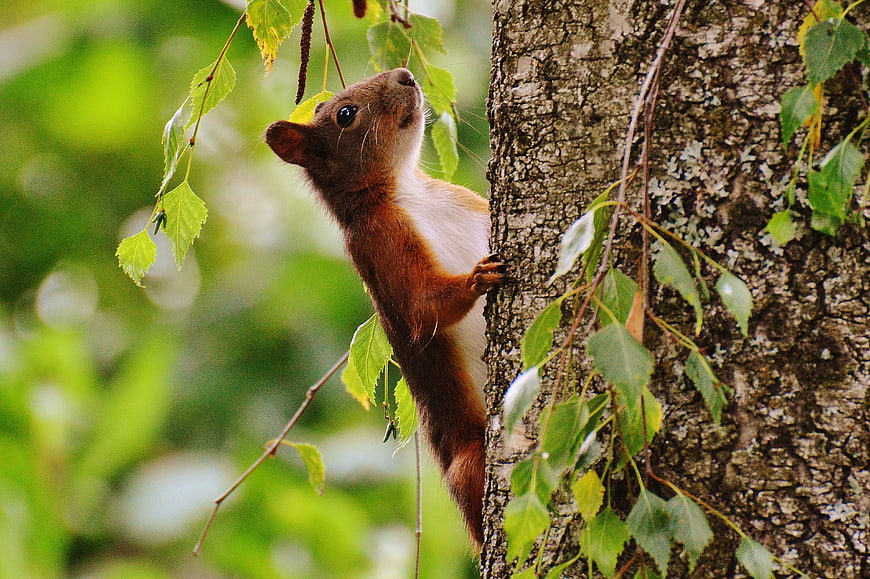 Red squirrel climbing tree trunk in summer forest