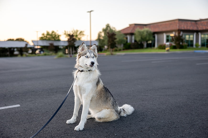 Siberian Husky Sitting on Leash in Parking Lot