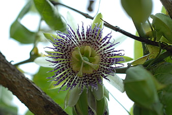 Close-up of a purple and white passion flower bloom