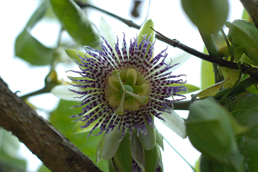 Close-up of a purple and white passion flower bloom
