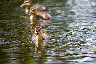 Cute ducklings swimming in a pond
