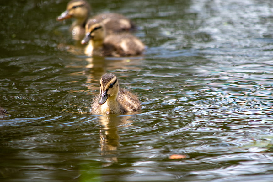 Cute ducklings swimming in a pond