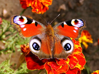 Peacock butterfly on vibrant orange marigold flower close-up