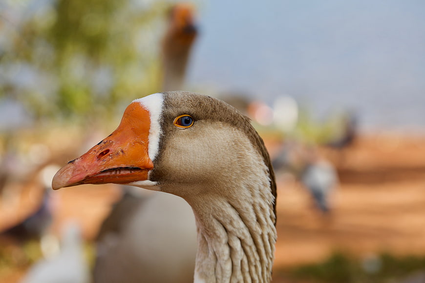 Close-up portrait of a goose with orange beak and blue eye