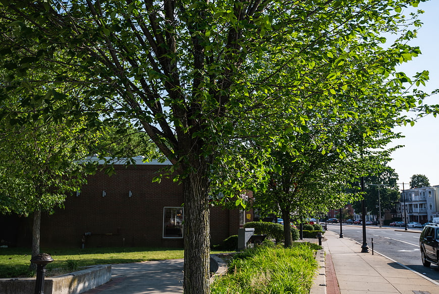 Sunny suburban street with green trees and brick building