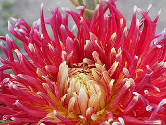 Close-up of vibrant red and yellow dahlia flower petals