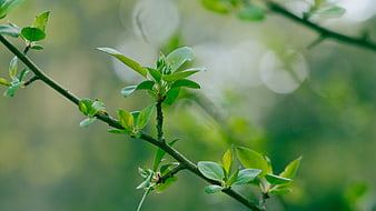 Fresh green spring leaves on a tree branch with bokeh background