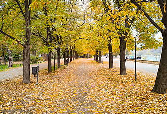 Autumn park pathway covered in yellow ginkgo leaves