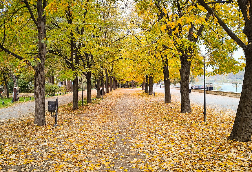 Autumn park pathway covered in yellow ginkgo leaves