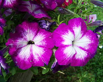 Close-up of vibrant purple and white petunia flowers in a garden