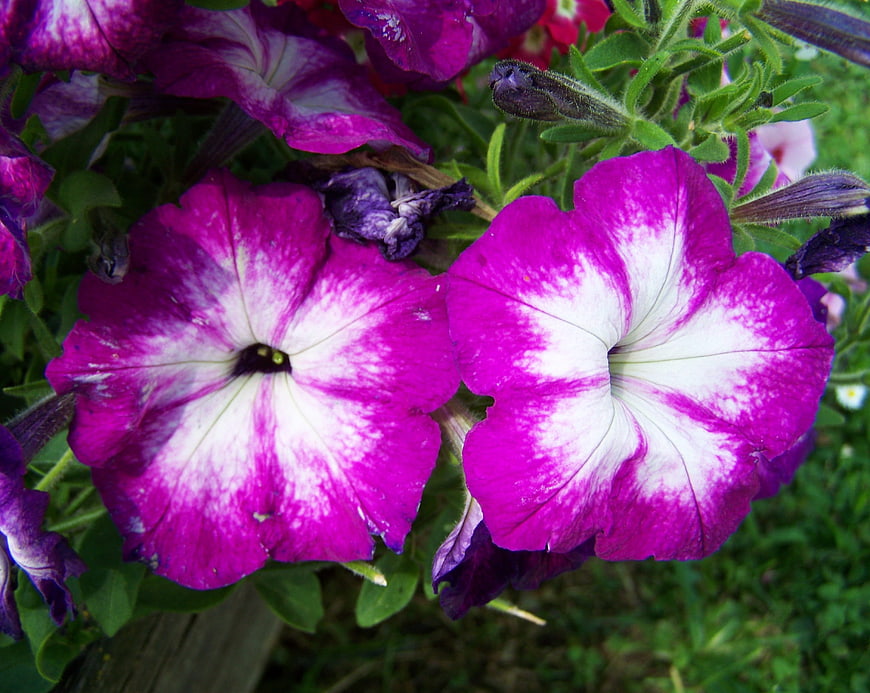 Close-up of vibrant purple and white petunia flowers in a garden
