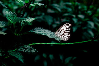 White Butterfly on Green Leaf in Dark Forest