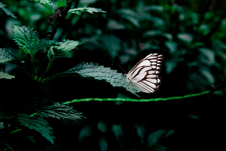 White Butterfly on Green Leaf in Dark Forest