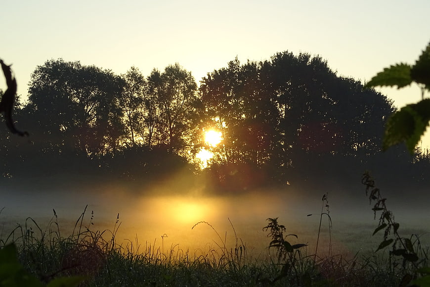 Golden sunrise through misty forest trees in autumn meadow