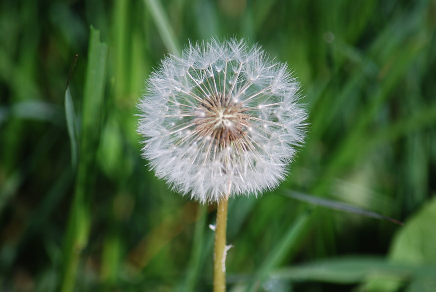 Close-up of a white dandelion seed head in green grass