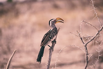 Yellow-billed Hornbill Perched on Thorny Branch in Savanna