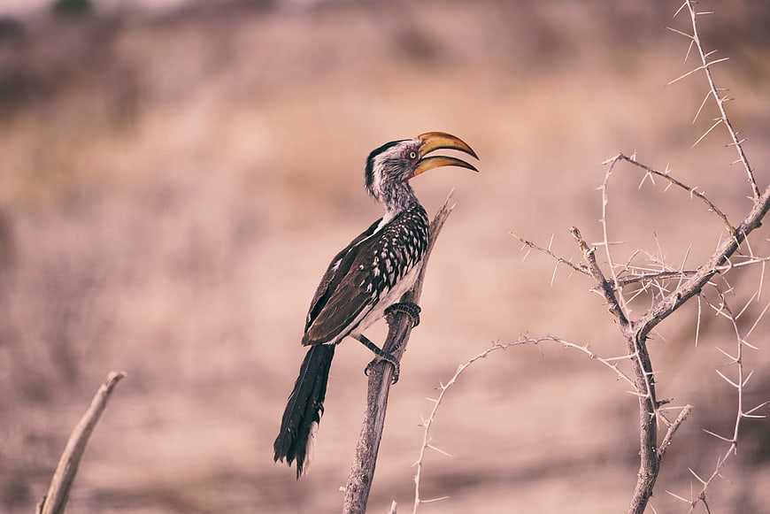 Yellow-billed Hornbill Perched on Thorny Branch in Savanna