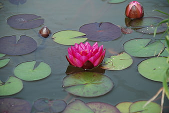Vibrant Pink Water Lily Floating on Pond with Lilies