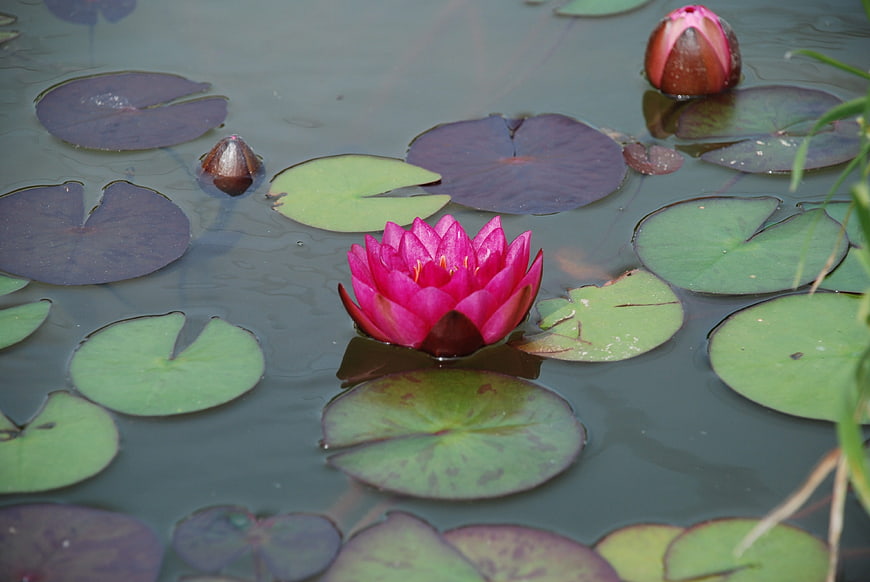 Vibrant Pink Water Lily Floating on Pond with Lilies