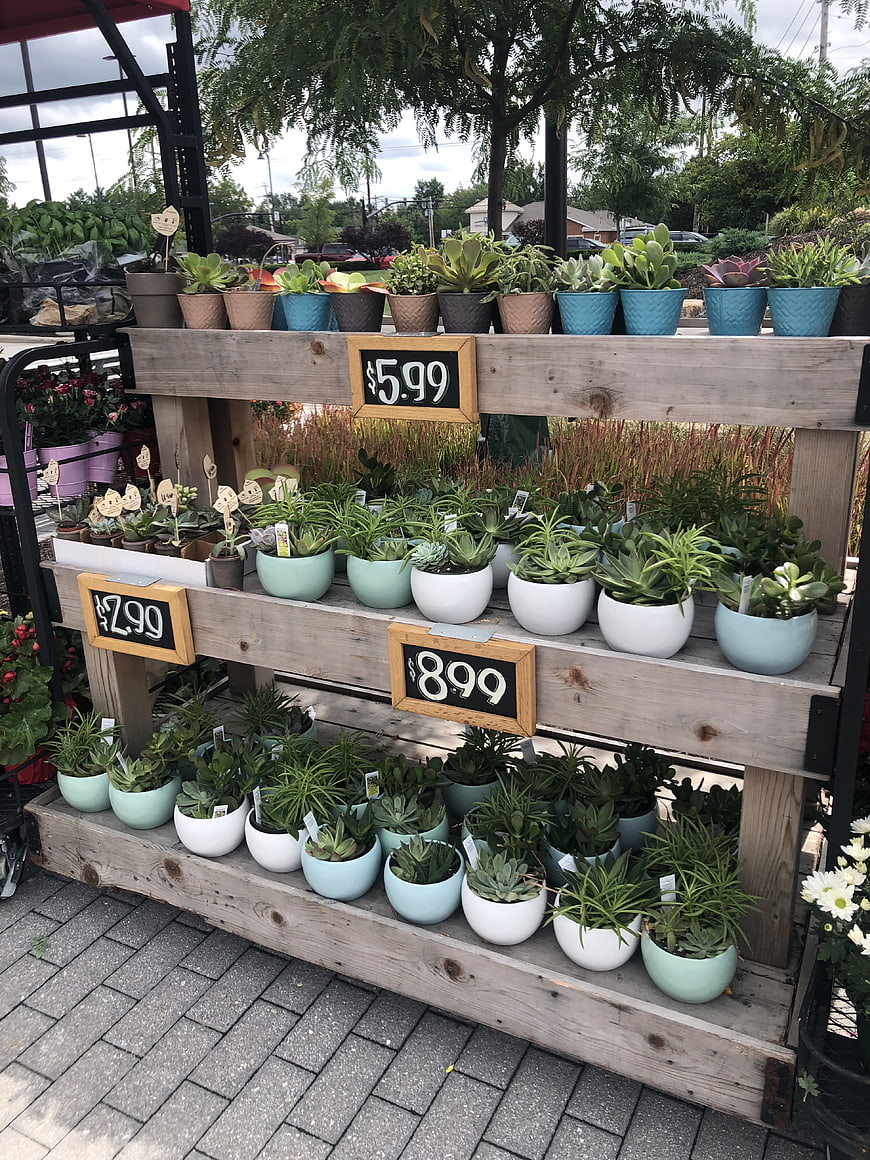 Succulents for sale at outdoor garden center market